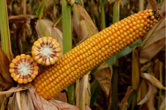 Кукурудза вакула (фао 250) / високоврожайний гібрид кукурудзи- фото № 1