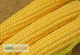 Кукуруза дробленая- фото № 1
