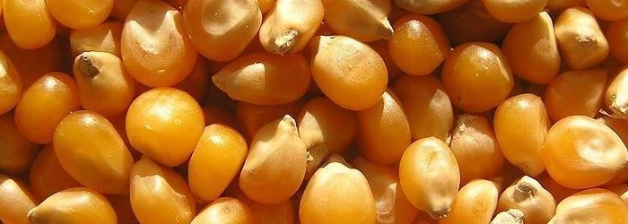 Покупка кукурудзи з місця- фото № 1