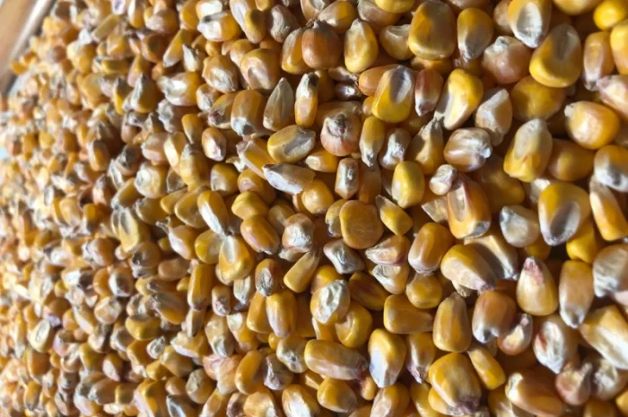 Кукуруза на продаж- фото № 1