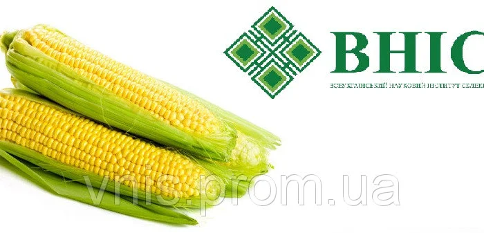 Пропозиція: Насіння кукурудзи ВН 63- фото № 1