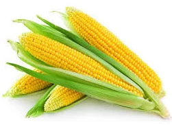 Покупка кукурудзи в Тернопіль- фото № 1