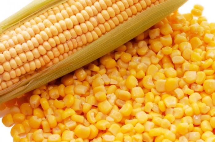 Зерна кукурузы на продажу с влагой 13,6- фото № 1