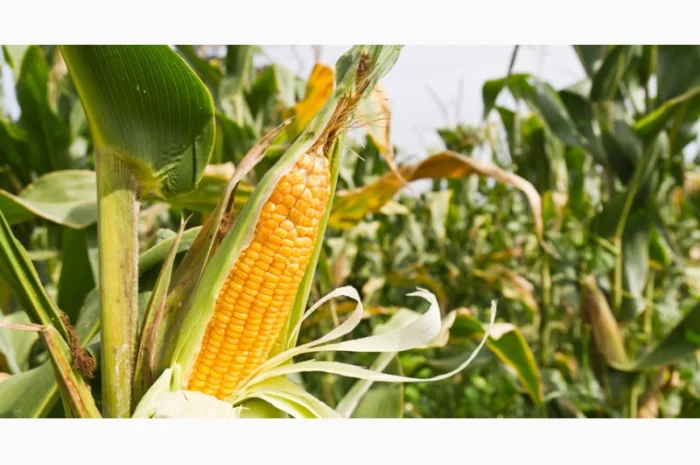 Семена кукурузи SKEENA FF-199 на продаж- фото № 3