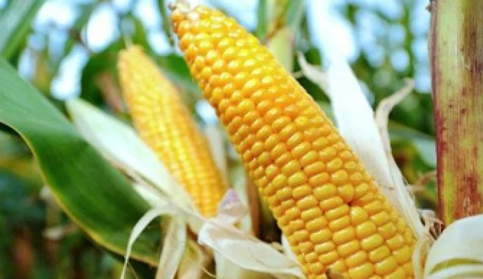 Семена кукурузи SKEENA FF-199 на продаж- фото № 4