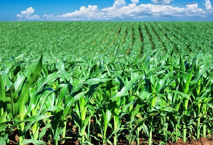 Продаж кукурудзи SEDONA BT 166 ФАО 180- фото № 7