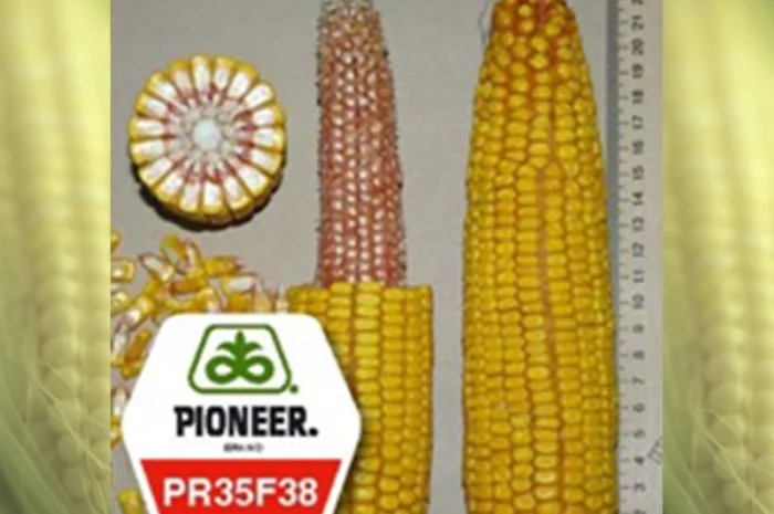 Насіння кукурудзи Pioneer PR35F38 на продаж- фото № 1