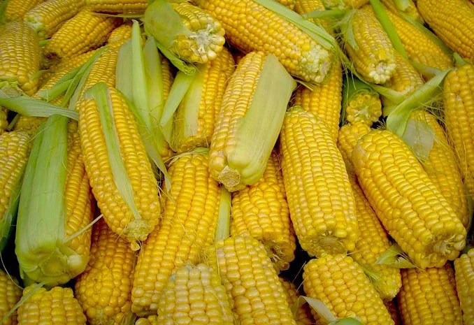 Насіння кукурудзи Pioneer PR35F38 на продаж- фото № 2