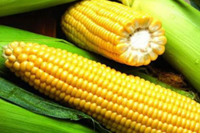 Насіння кукурудзи Pioneer PR35F38 на продаж- фото № 5