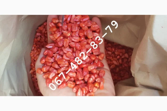 Продажа семян кукурузы CORBIN ФАО 260- фото № 1