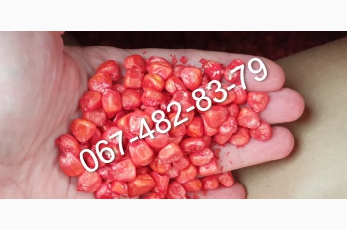 Продаж насіння кукурудзи CATALINA ФАО 260- фото № 1