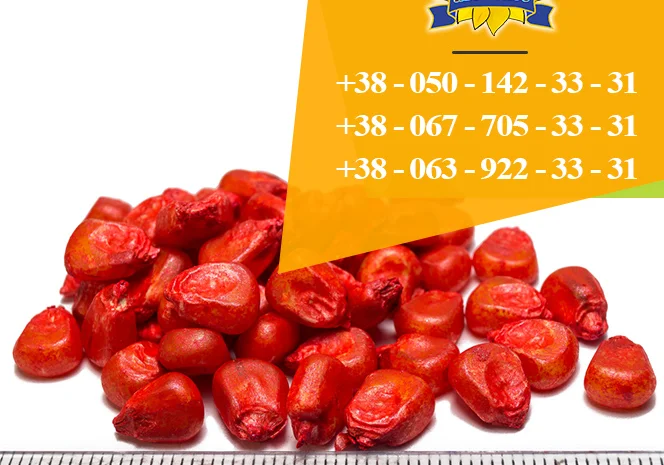 Насіння кукурудзи Оржиця 237 МВ від ПБФ «Колос»- фото № 1