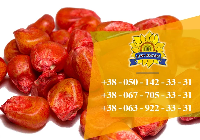 Насіння кукурудзи Оржиця 237 МВ від ПБФ «Колос»- фото № 2