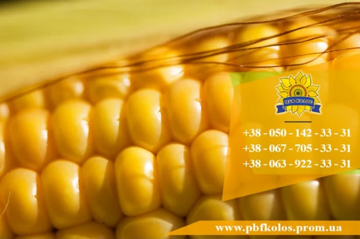 Насіння кукурудзи Оржиця 237 МВ від ПБФ «Колос»- фото № 5