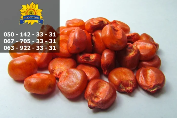 Семена кукурузы Оржиця 237 МВ от ПБФ «Колос»- фото № 7