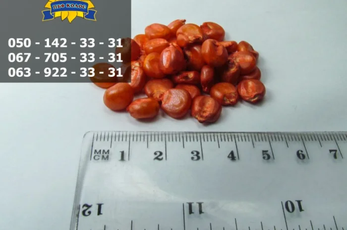 Насіння кукурудзи Оржиця 237 МВ від ПБФ «Колос»- фото № 8