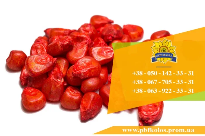 Продаю насіння кукурудзи Дніпровський 181 СВ- фото № 1