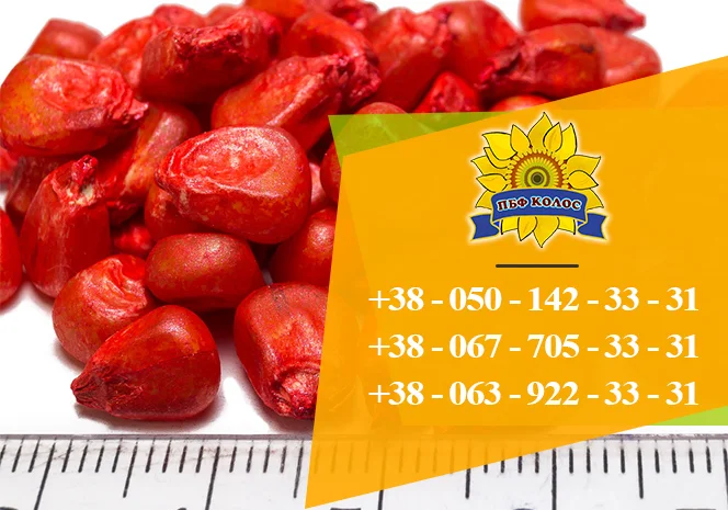 Продаю насіння кукурудзи Дніпровський 181 СВ- фото № 2