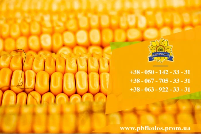 Продаю насіння кукурудзи Дніпровський 181 СВ- фото № 3