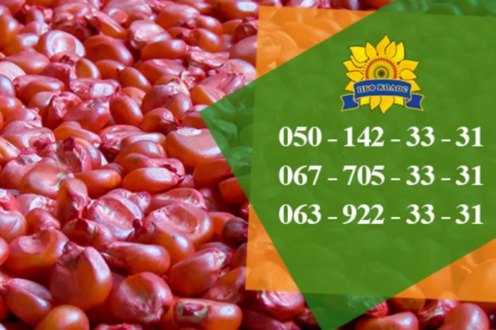 Продаю насіння кукурудзи Дніпровський 181 СВ- фото № 5