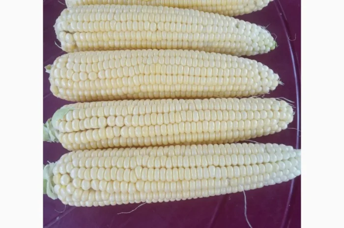 Покупка солодкої кукурудзи в початках- фото № 1