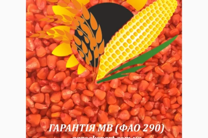 Насіннєвий матеріал кукурудзи Гарантія МВ (ФАО 290)- фото № 2