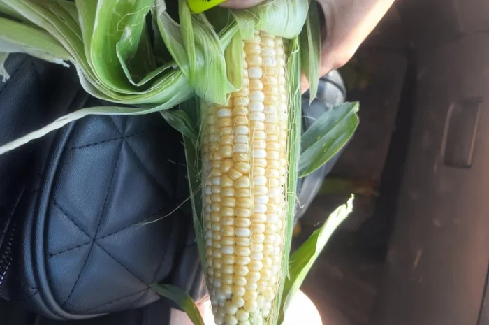 Продам кукурузу молодая- фото № 1