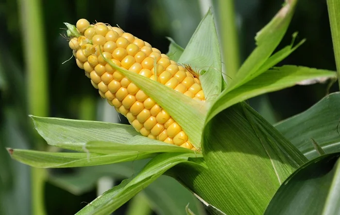 Закупка кукурузы оптом- фото № 1