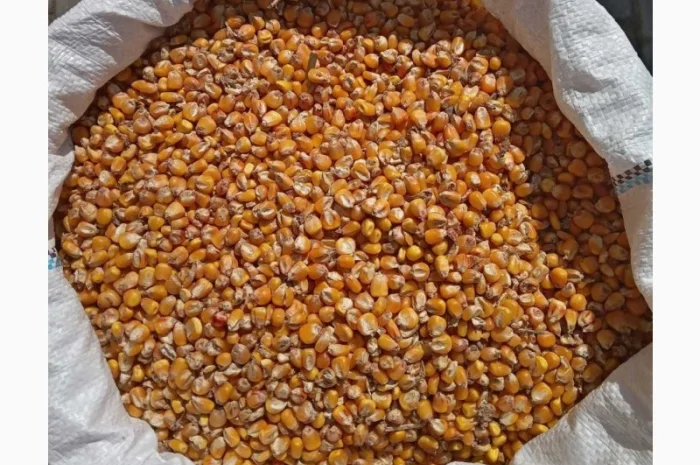 Кукуруза (кукурудза) кормовая- фото № 1