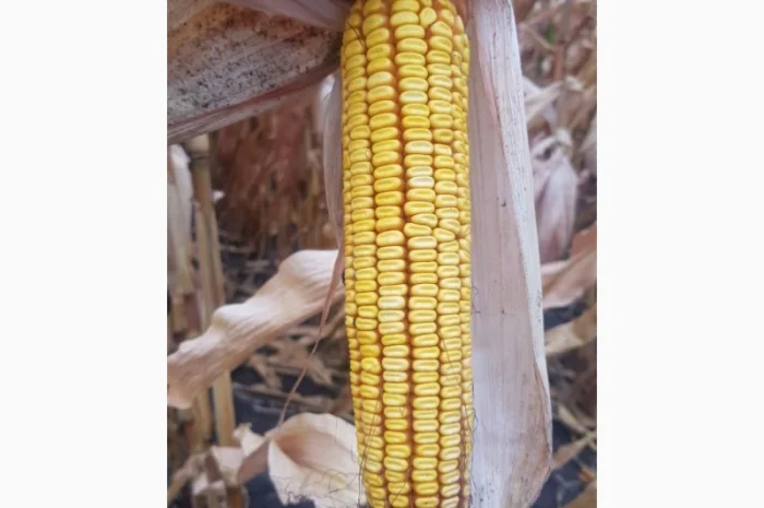 ГРАН 6 - семена гибрида кукурузы ФАО 300- фото № 2