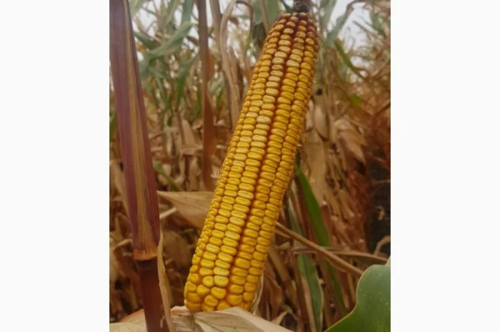 Високоврожайний гібрид кукурудзи - ОНІКС (ФАО 350)- фото № 1