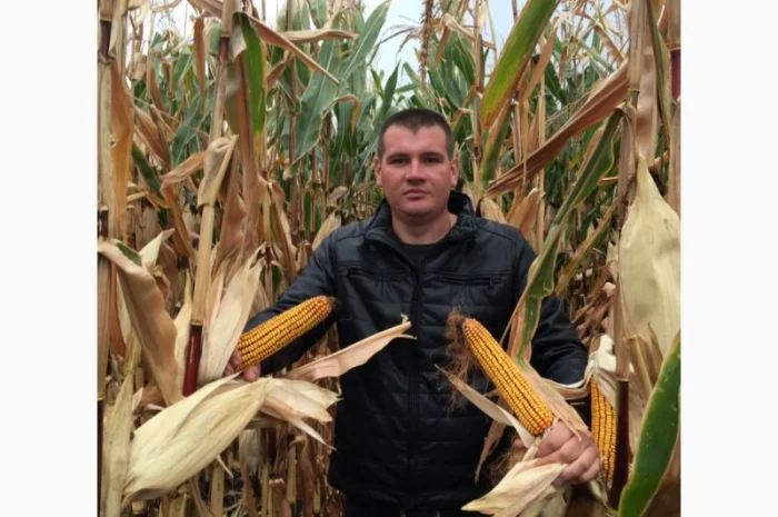 Високоврожайний гібрид кукурудзи - ОНІКС (ФАО 350)- фото № 2