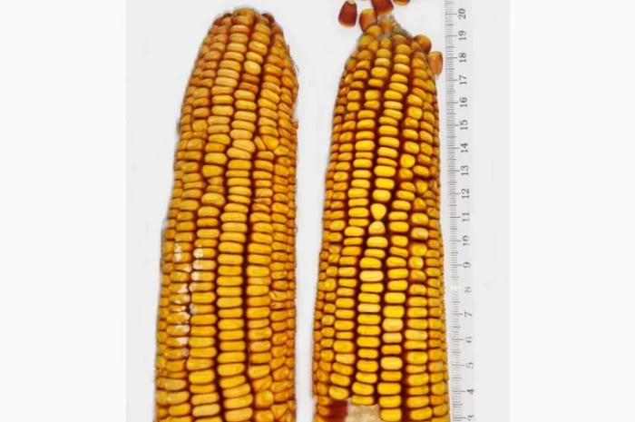 Cемена кукурузы RAM1333, RAM3153, RAM8143, RAM8663, RAM6475 и др- фото № 1