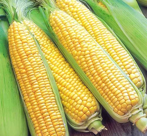 Куплю фуражную кукурузу. Опт- фото № 4