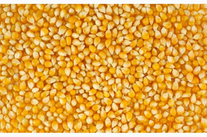 Куплю фуражную кукурузу. Опт- фото № 7