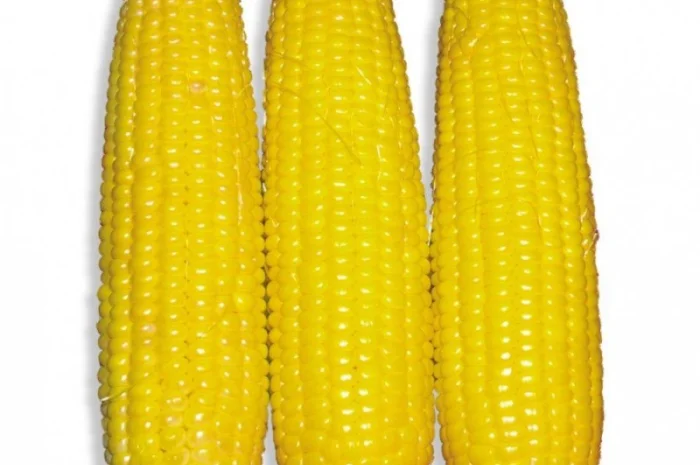 Куплю кукурузу нового урожая- фото № 5