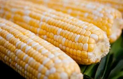 Закупаем кукурузу 3-го класса. Самовывоз- фото № 2