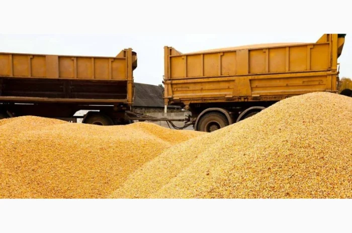 Куплю кукурузу. ДСТУ 4525:2006- фото № 1