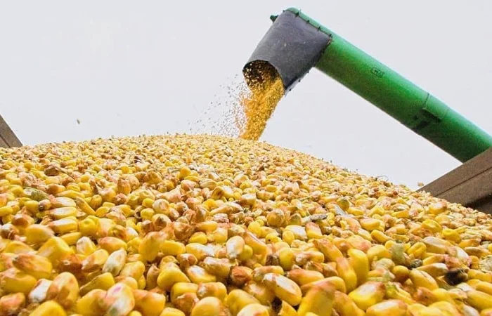 По всей Украине! Куплю кукурузу фуражную.(3 класс)- фото № 1