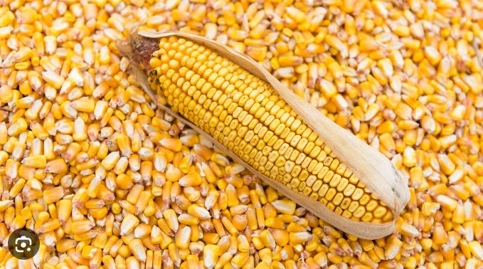 Продам Кукуруза из Бразилии (CIF)- фото № 1