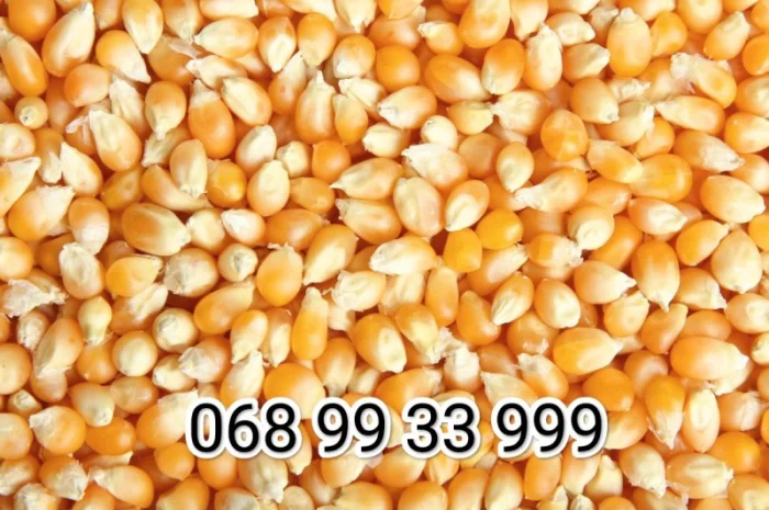 Купляю кукурудзу- фото № 1