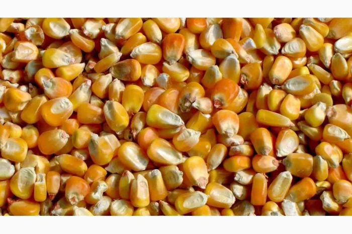 Закуповуємо кукурудзу. Кращі ціни. Валютні та гривневі контракти- фото № 1