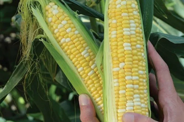 Кукуруза ракель- фото № 1