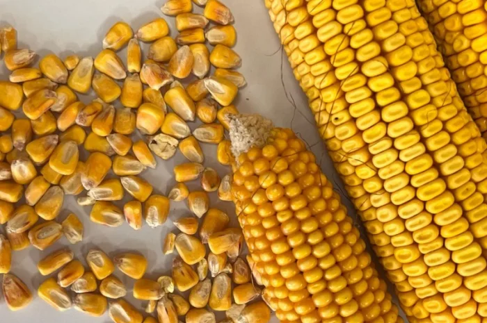 Продам кукурузу 300т- фото № 1