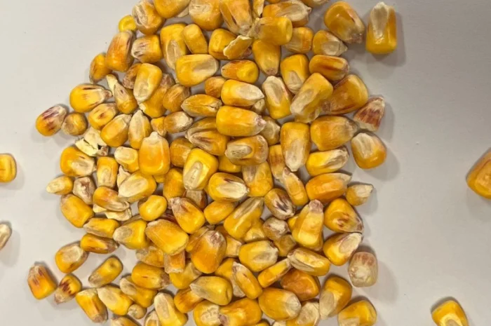 Продам кукурузу 300т- фото № 2