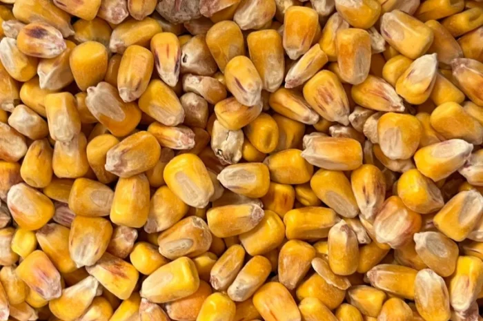 Продам кукурузу 300т- фото № 3