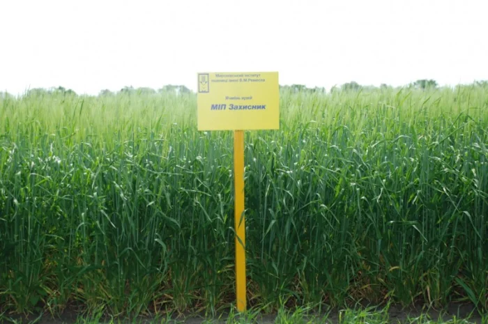 Ячмінь ярий МІП Захисник 2019 року- фото № 1