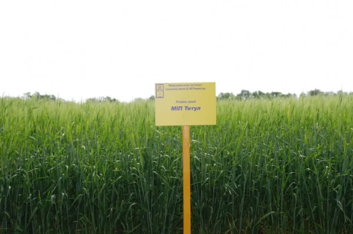 Ячмень ярий МІП Титул на продажу- фото № 1