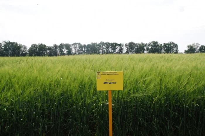 Ячмінь ярий МІП Девіз на продаж- фото № 1