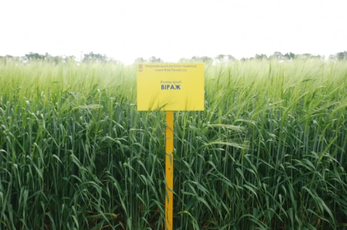 Продаж ячменю ярого- фото № 1